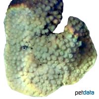 Kelchkoralle (LPS) (Turbinaria patula)