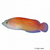 Kirschfleck-Zwergbarsch (Pholidochromis cerasina)