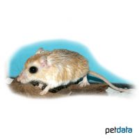 Kleine Ägyptische Rennmaus (Gerbillus gerbillus)