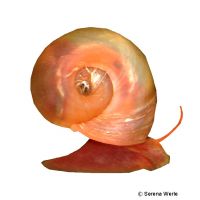 Kleine Posthornschnecke-Rosa (Planorbella duryi)