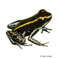 Kleiner Blattsteiger (Phyllobates lugubris)