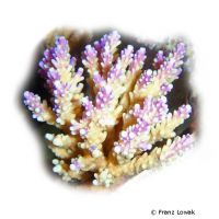 Kleinpolypige Steinkoralle (SPS) (Acropora cerealis)