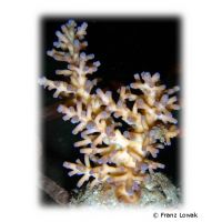 Kleinpolypige Steinkoralle (SPS) (Acropora echinata 'Blue Tips')