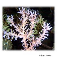 Kleinpolypige Steinkoralle (SPS) (Acropora fenneri 'Pink')