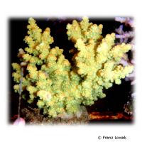 Kleinpolypige Steinkoralle (SPS) (Acropora florida)