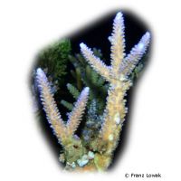 Kleinpolypige Steinkoralle (SPS) (Acropora formosa)