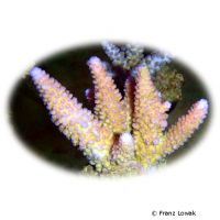 Kleinpolypige Steinkoralle (SPS) (Acropora gemmifera)