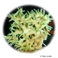Kleinpolypige Steinkoralle (SPS) (Acropora suharsonoi)