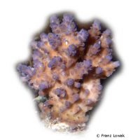 Kleinpolypige Steinkoralle (SPS) (Acropora valida)