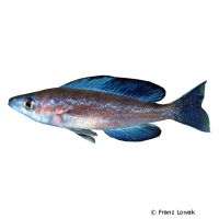 Kleinschuppiger Kärpflingscichlide (Cyprichromis microlepidotus)