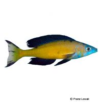 Kleinschuppiger Kärpflingscichlide-Kasai (Cyprichromis microlepidotus 'Kasai')
