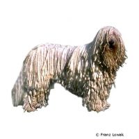 Komondor ()