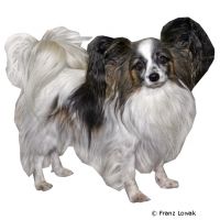 Kontinentaler Zwergspaniel (Papillon/Phalène) ()