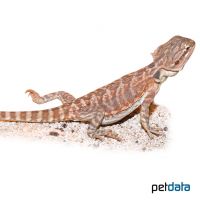 Kopfstreifen-Bartagame 'Red' (Pogona vitticeps 'Red')