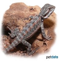 Kopfstreifen-Bartagame 'Red Dots' (Pogona vitticeps 'Red Dots')