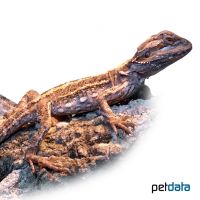 Kopfstreifen-Bartagame 'Sandfire' (Pogona vitticeps 'Sandfire')