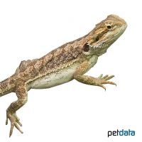 Kopfstreifen-Bartagame (Pogona vitticeps)