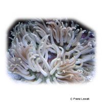 Korkenzieher-Anemone (Macrodactyla doreensis)