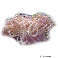 Korkenzieher-Anemone Purple (Macrodactyla doreensis)