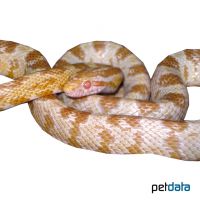 Kornnatter Butter (Pantherophis guttatus)