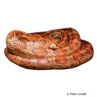 Kornnatter (Pantherophis guttatus)