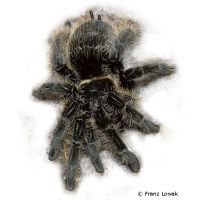 Kraushaar-Vogelspinne (Brachypelma albopilosum)