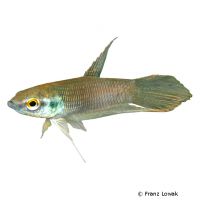 Kriegerischer Kampffisch (Betta pugnax)
