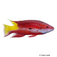 Kubalippfisch (Bodianus pulchellus)