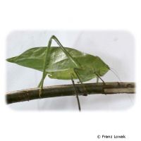 Kubanische Riesenblattschrecke (Stilpnochlora couloniana)