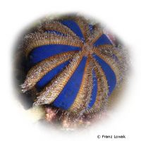 Kugel-Seeigel (Mespilia globulus)