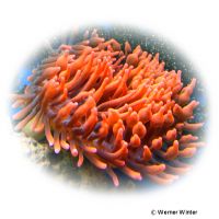 Kupferanemone (Entacmaea quadricolor 'Red')
