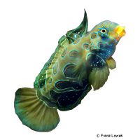 LSD Mandarin-Fisch (Synchiropus picturatus)