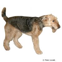 Lakeland Terrier ()