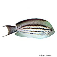 Lamarcks Lyrakaiserfisch (Genicanthus lamarck)