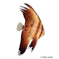 Langflossen-Fledermausfisch (Platax teira)