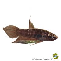 Langflossen-Kampffisch (Betta dimidiata)