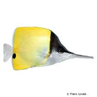 Langmaul-Pinzettfisch (Forcipiger longirostris)