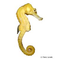 Langschnauzen-Seepferdchen gelb (Hippocampus reidi)