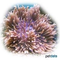 Lederanemone (Heteractis crispa)