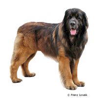 Leonberger ()