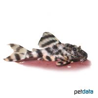 Leopard Peckoltia L8 (Peckoltia sp. 'L008')