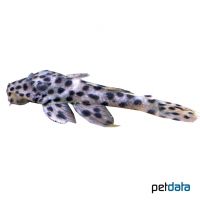 Leopard-Rüsselzahnwels (Leporacanthicus heterodon)