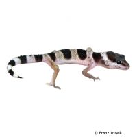 Leopardgecko-Farbform (Eublepharis macularius var.)