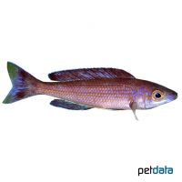 Leptosoma Jumbo - Kitumba (Cyprichromis leptosoma 'Jumbo Kitumba')
