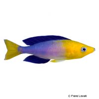Leptosoma Jumbo - Tricolor (Cyprichromis leptosoma 'Jumbo Tricolor')