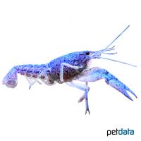Louisiana-Flusskrebs Blue (Procambarus clarkii)