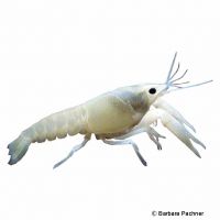 Louisiana-Flusskrebs Ghost (Procambarus clarkii)