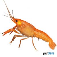 Louisiana-Flusskrebs Orange (Procambarus clarkii)