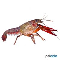 Louisiana-Flusskrebs (Procambarus clarkii)