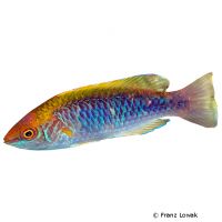 Lubbocks Zwerglippfisch (Cirrhilabrus lubbocki)